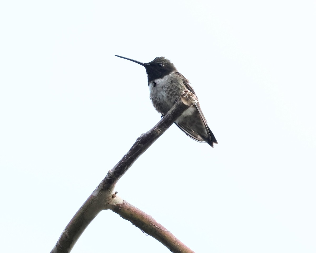 Black-chinned Hummingbird - ML620219721