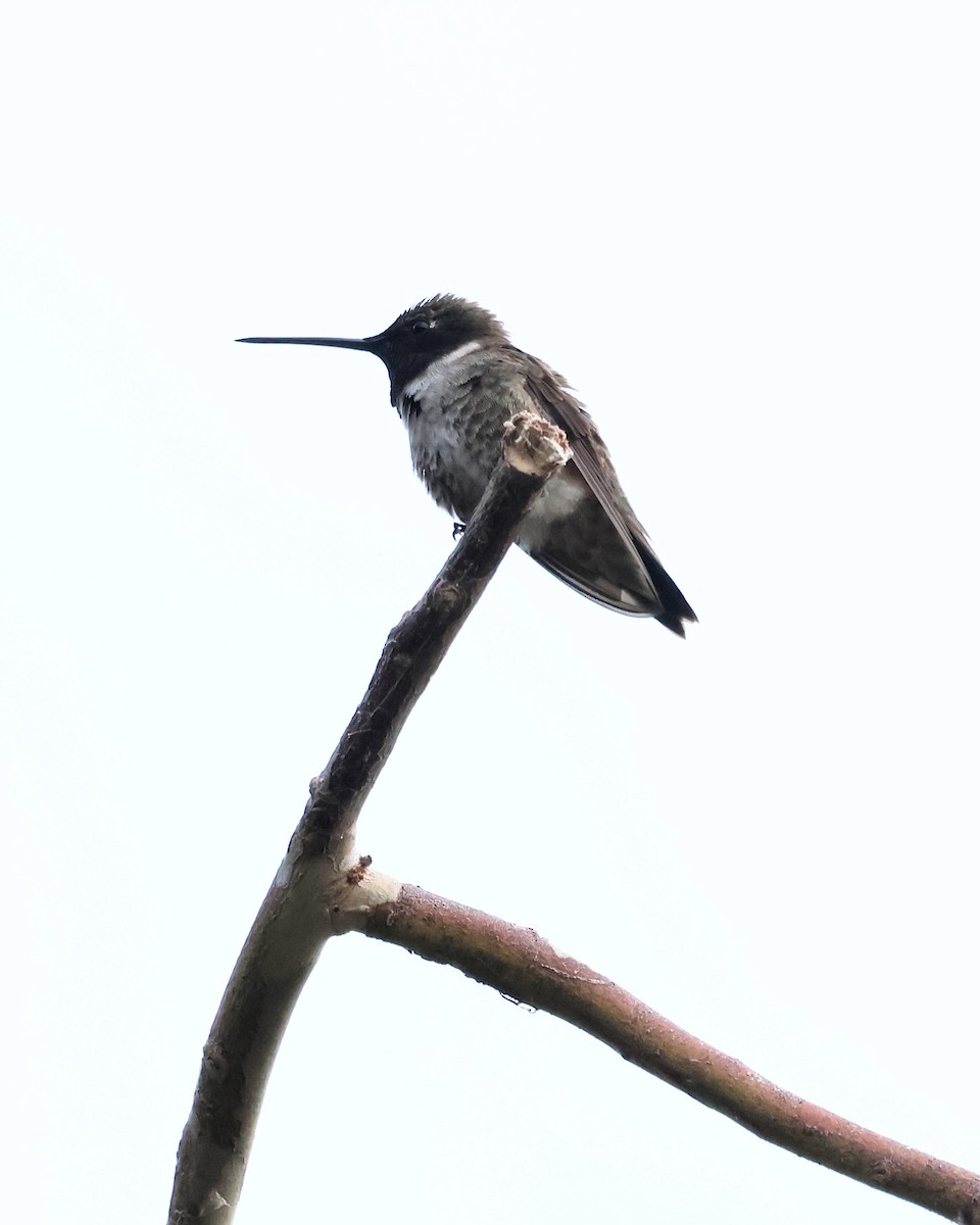 Black-chinned Hummingbird - ML620219722