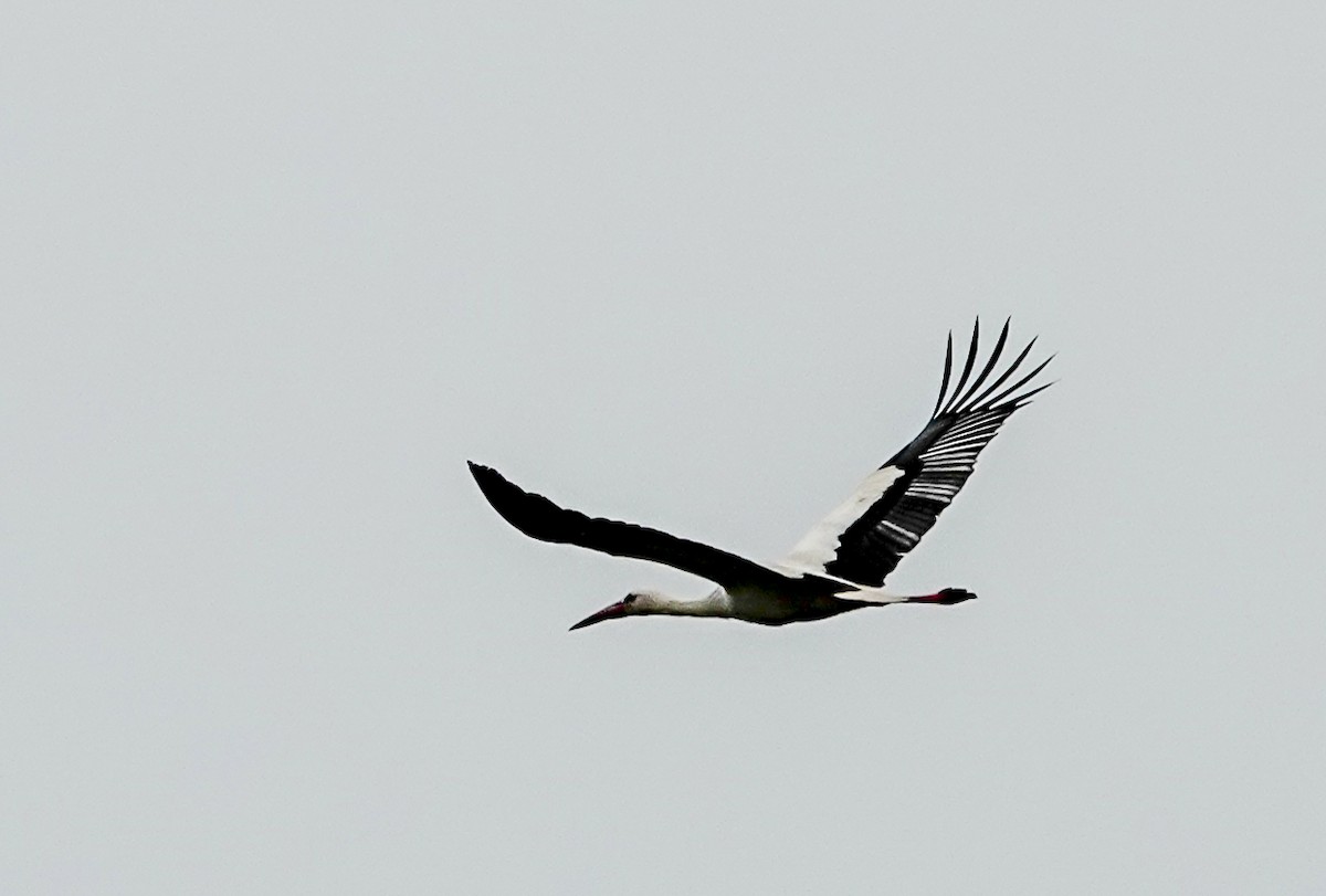 White Stork - ML620219726