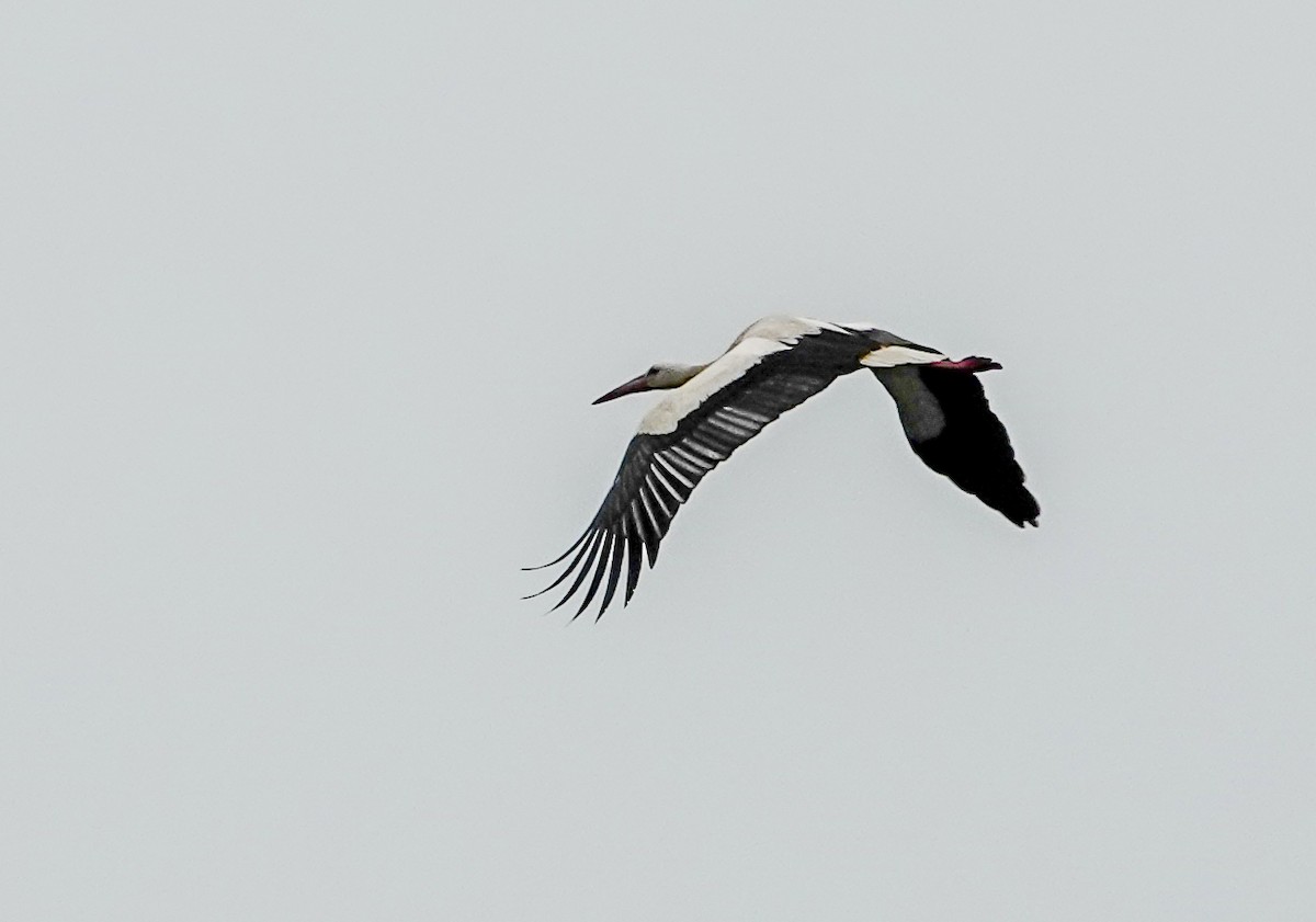 White Stork - ML620219727