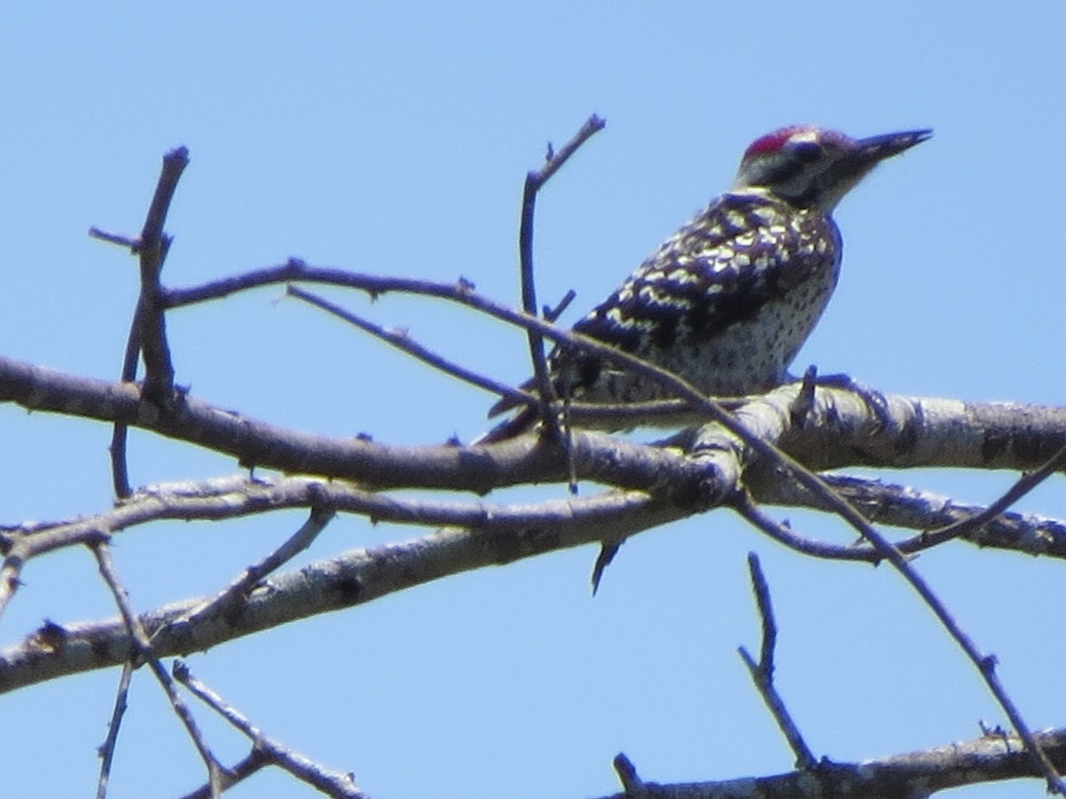 Ladder-backed Woodpecker - ML620219729