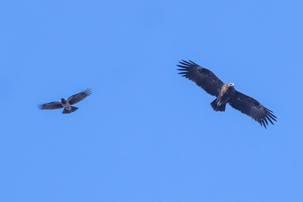 Águila Moteada - ML620219736