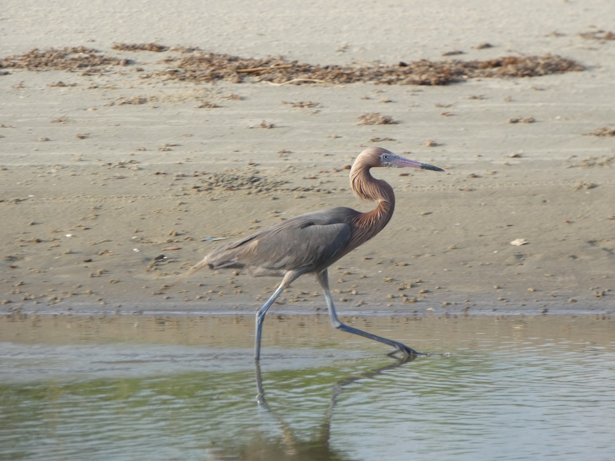 Reddish Egret - ML620219746