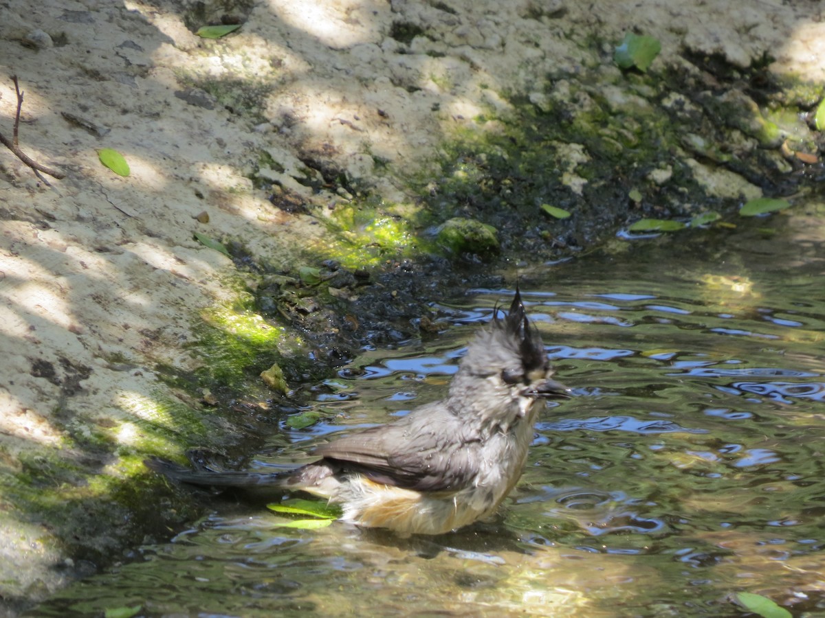 Black-crested Titmouse - ML620219752