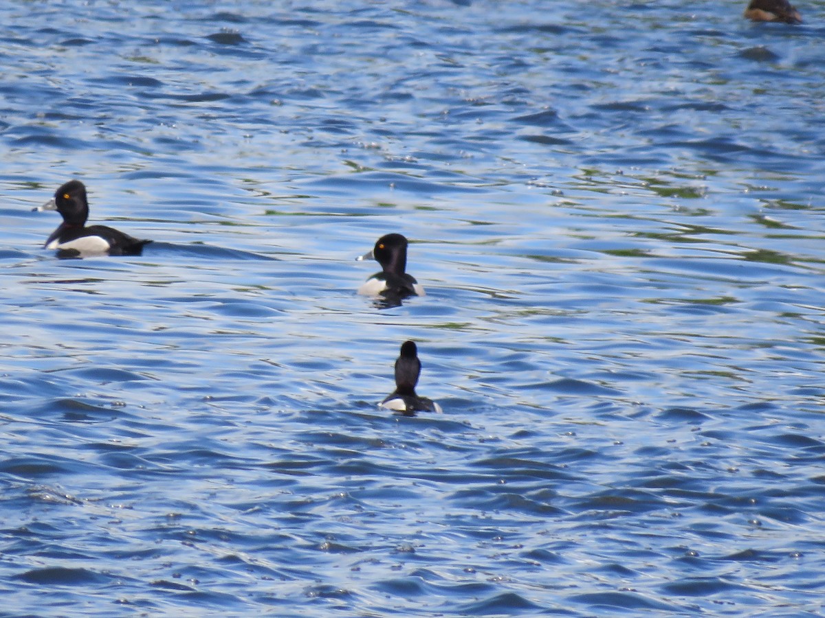 Ring-necked Duck - ML620219754