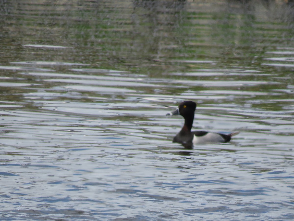 Ring-necked Duck - ML620219755