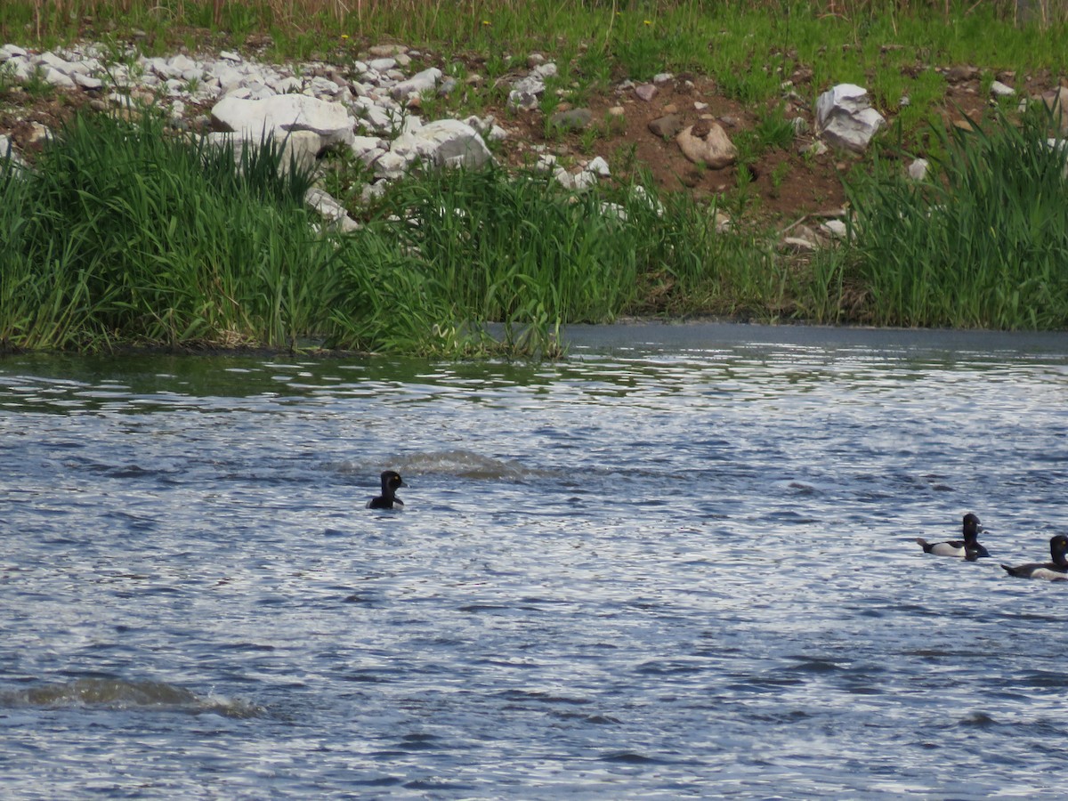 Ring-necked Duck - ML620219756