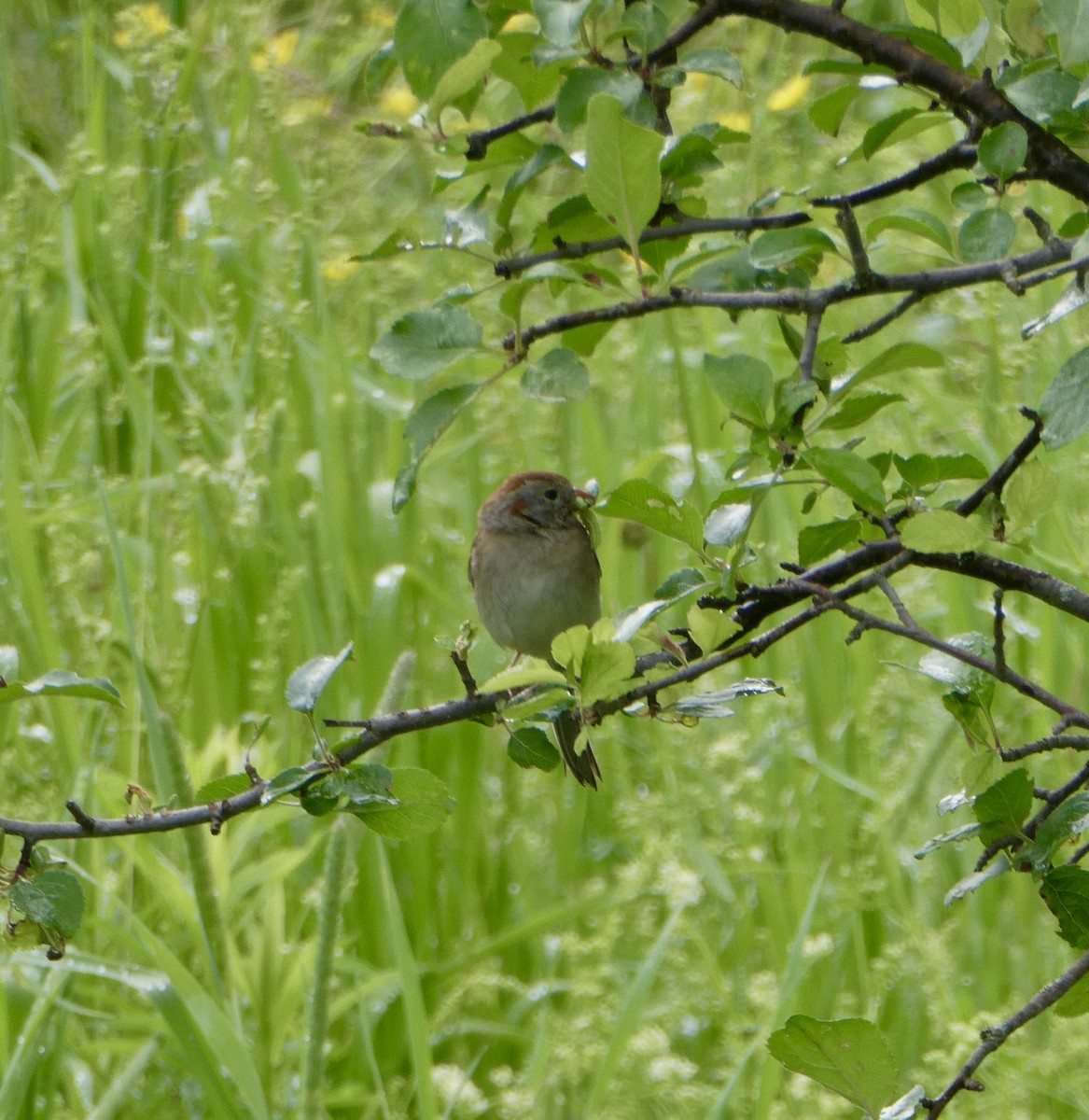 Field Sparrow - ML620219757