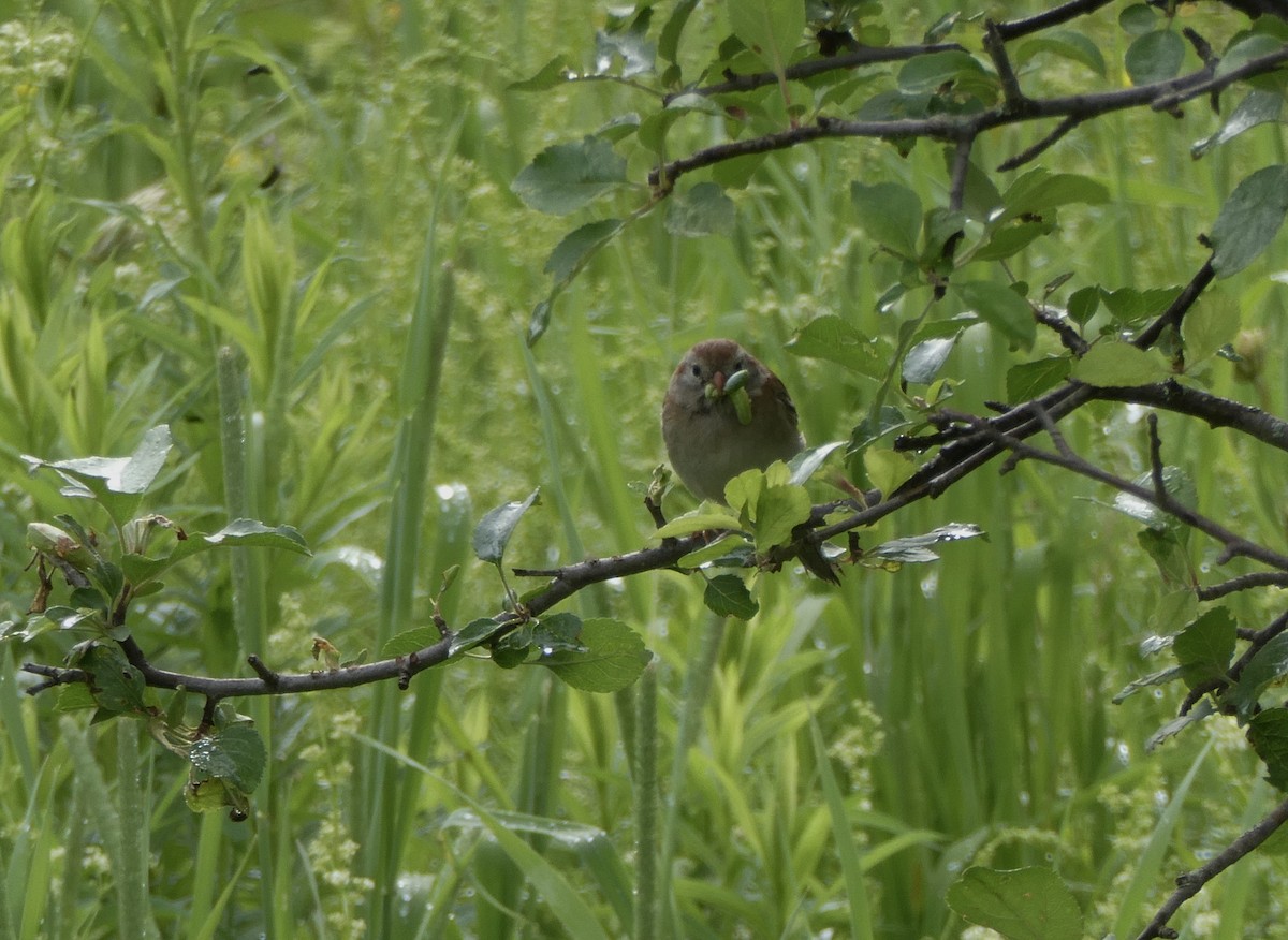Field Sparrow - ML620219758
