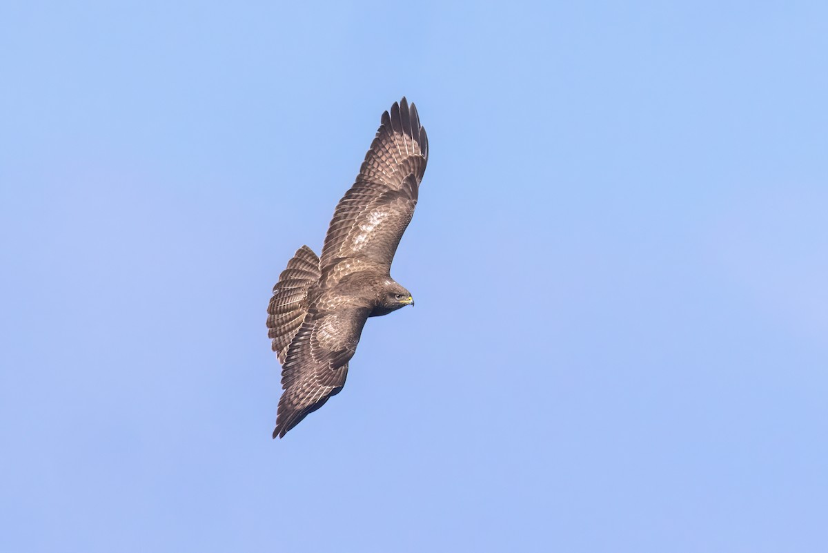 Common Buzzard - ML620219766