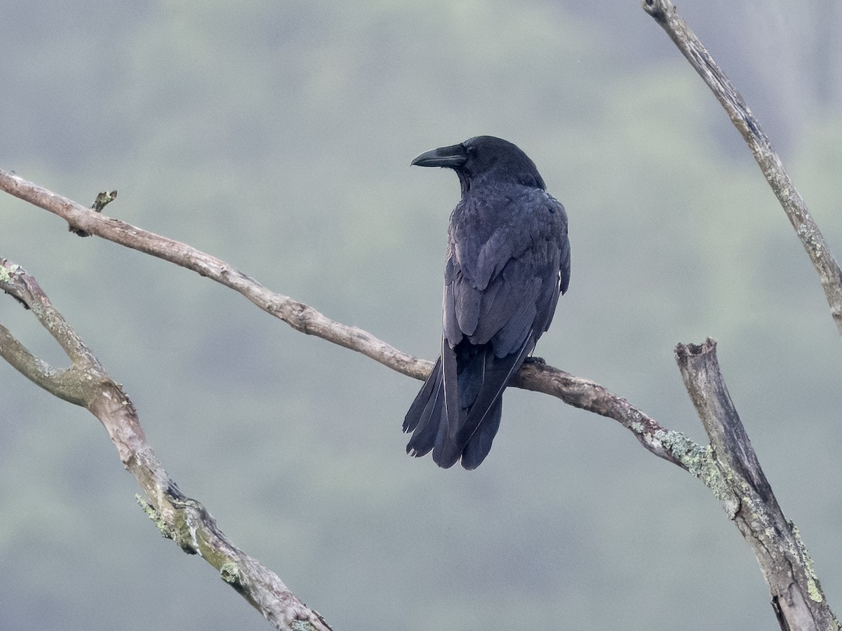 Common Raven - ML620219770