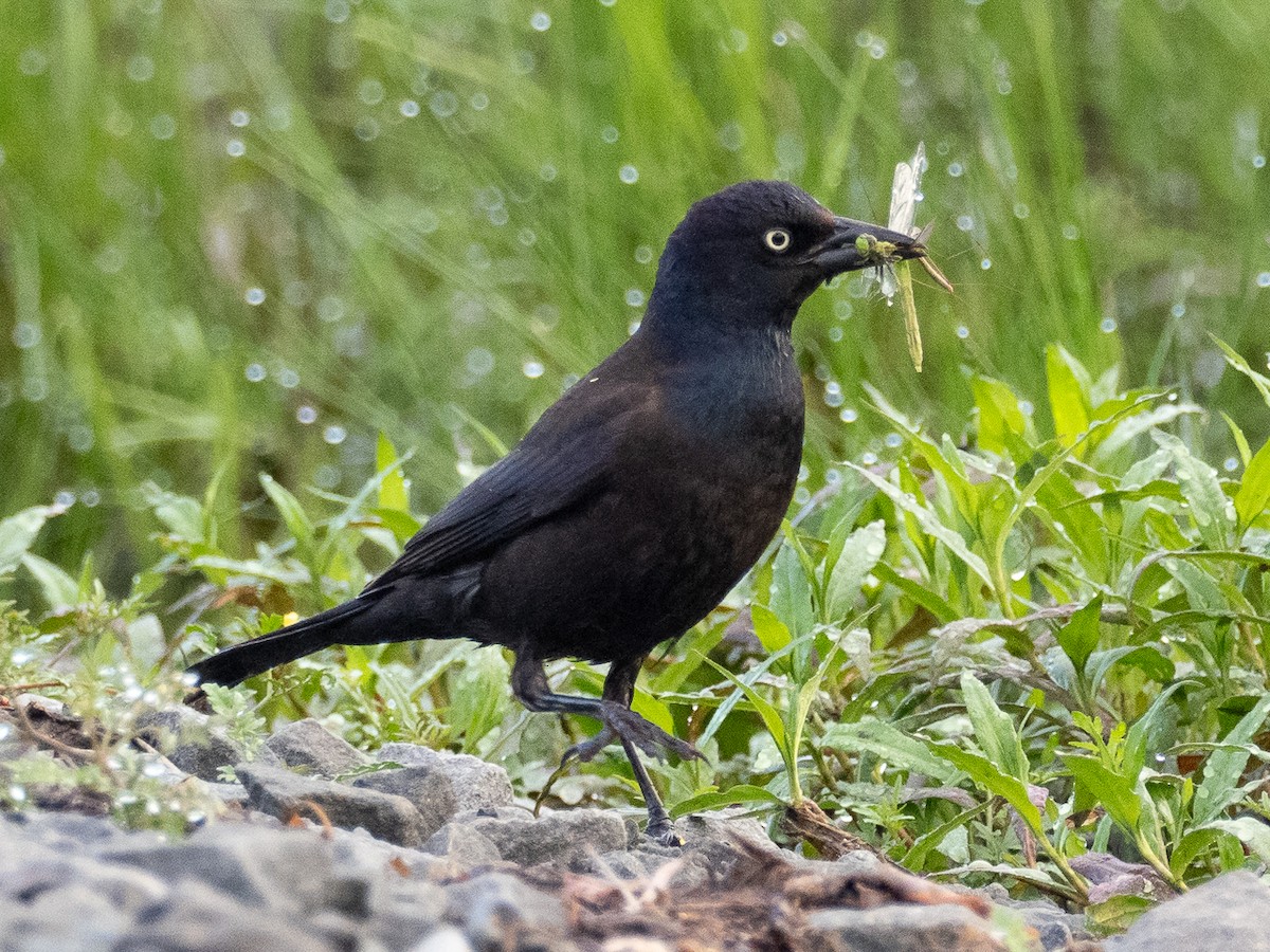 Common Grackle - ML620219772