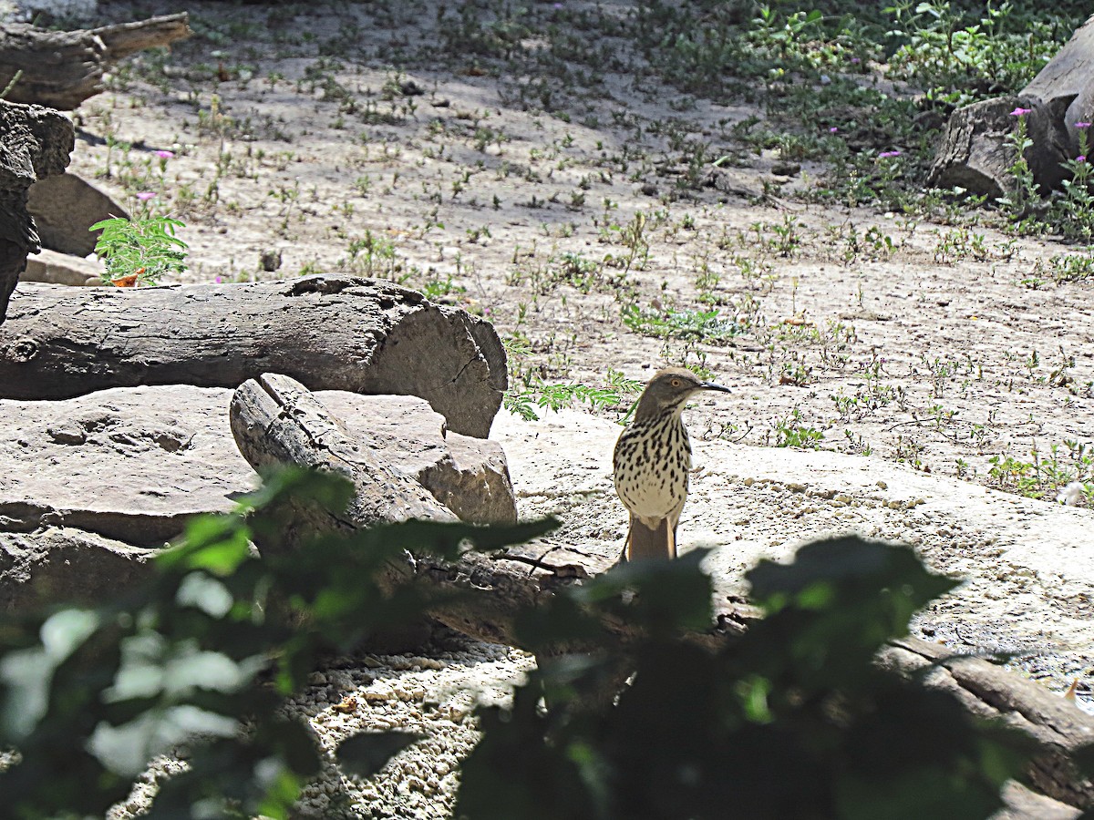 Long-billed Thrasher - ML620219776