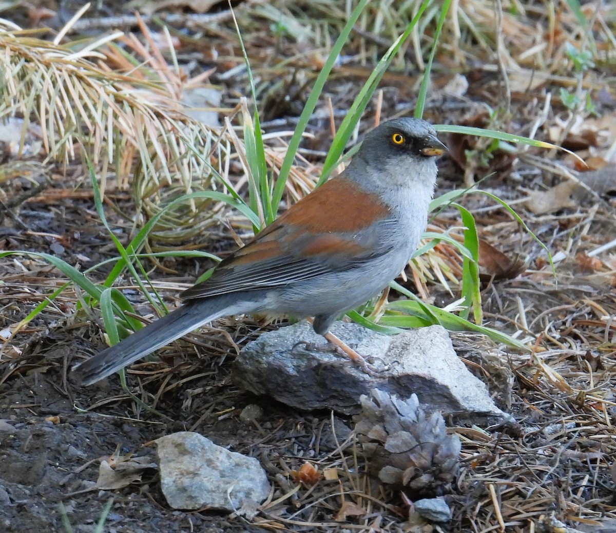 Yellow-eyed Junco - ML620219787