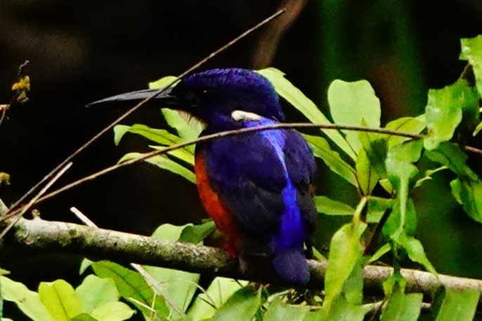 Shining-blue Kingfisher - ML620219789