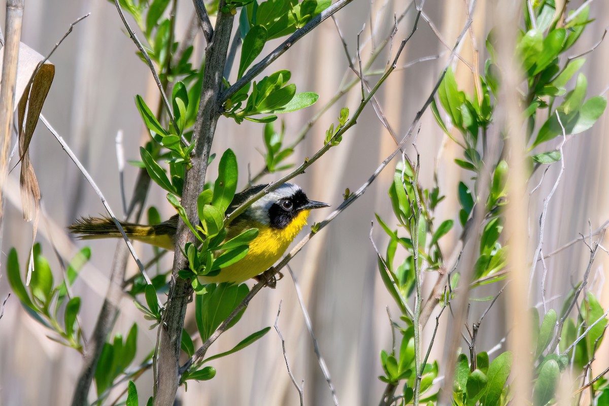 Common Yellowthroat - ML620219797