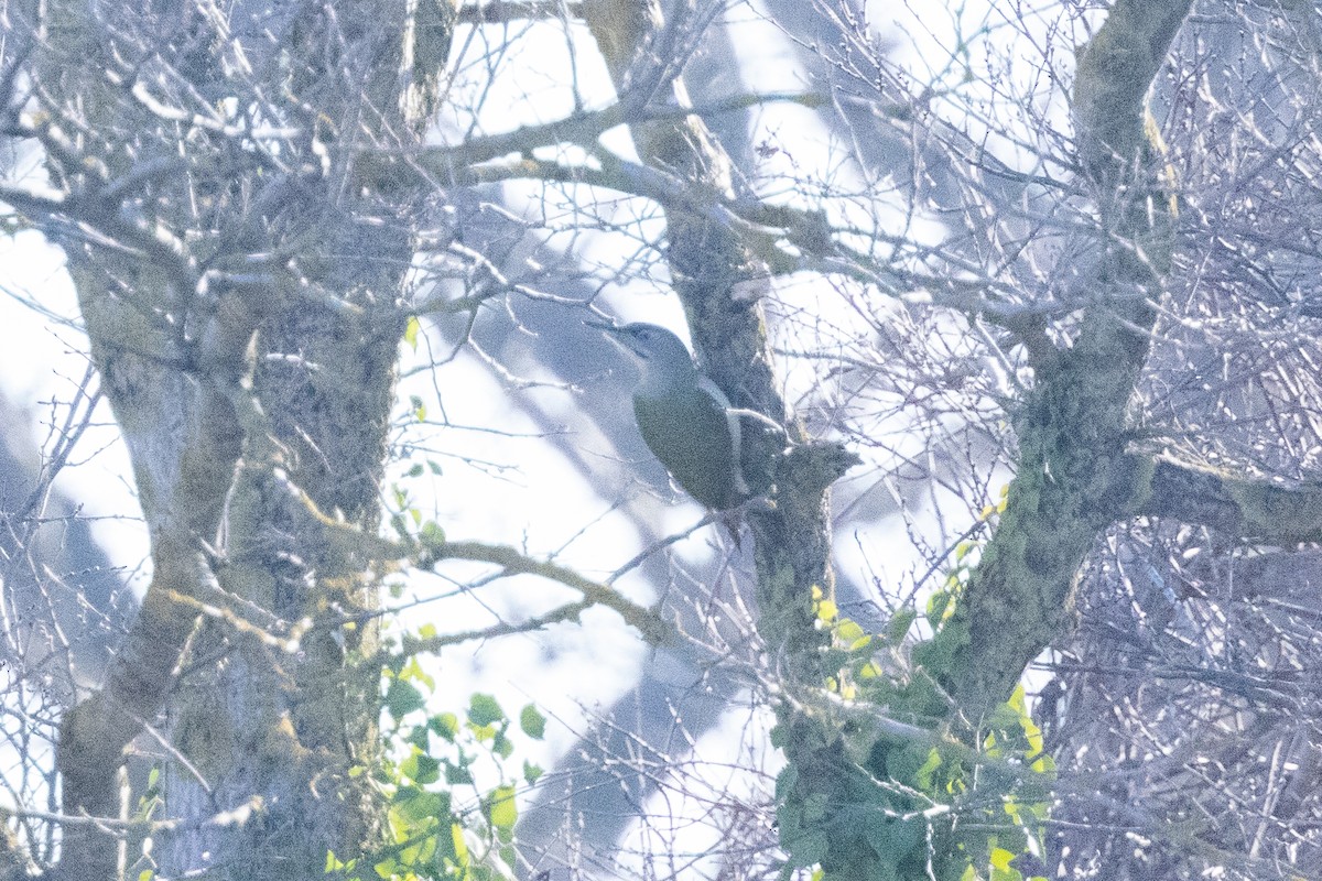 Gray-headed Woodpecker - ML620219800