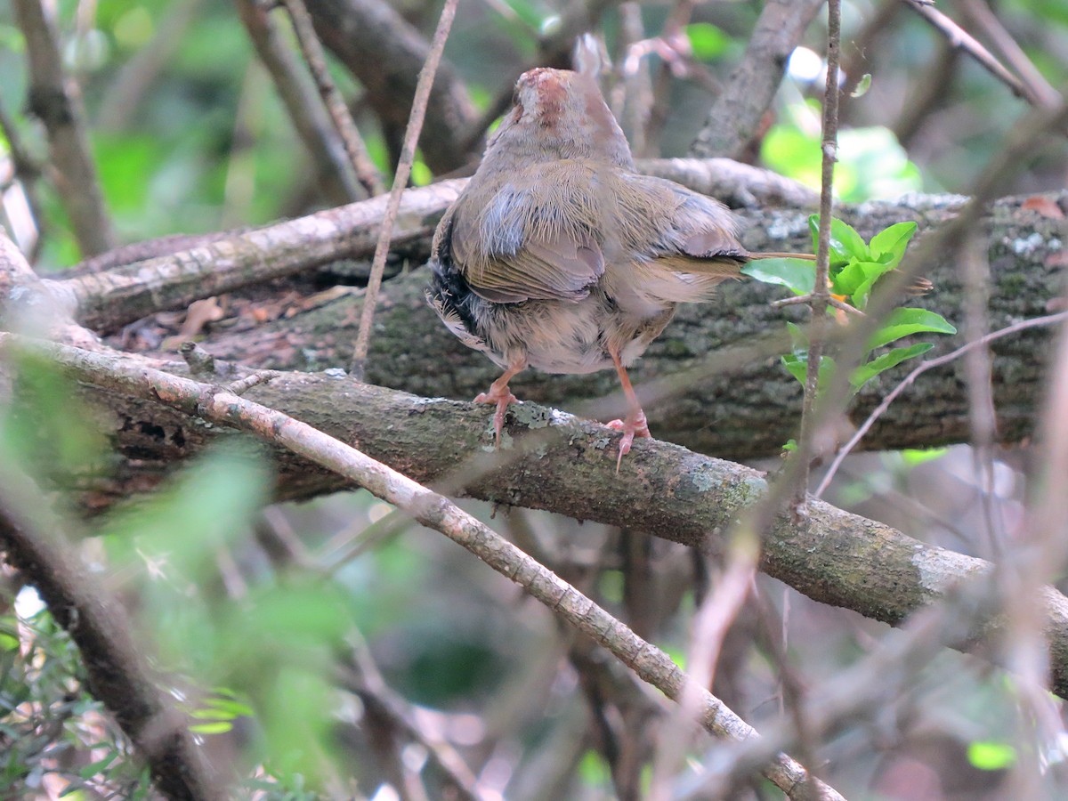 Olive Sparrow - ML620219808