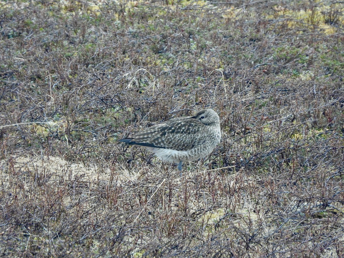 チュウシャクシギ（phaeopus） - ML620219812