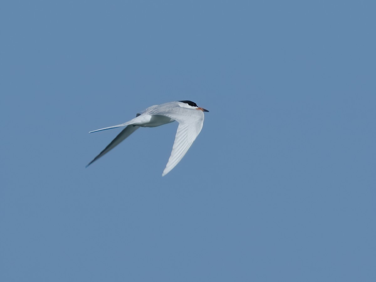 Forster's Tern - ML620219819