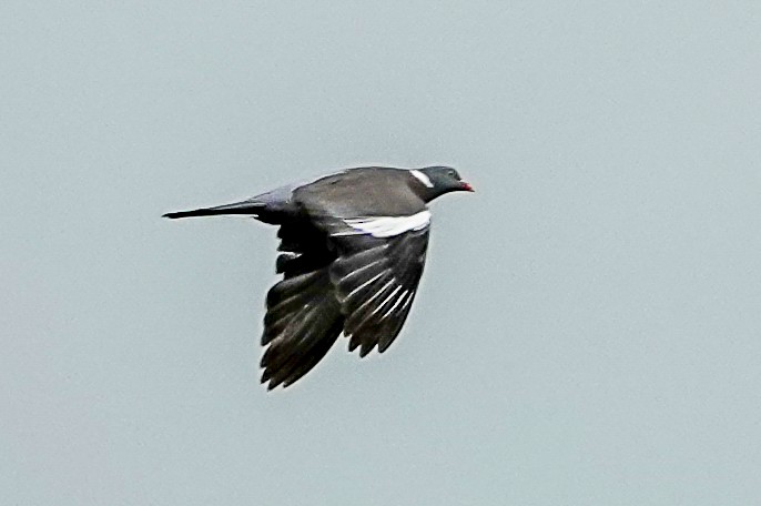 Common Wood-Pigeon - ML620219824