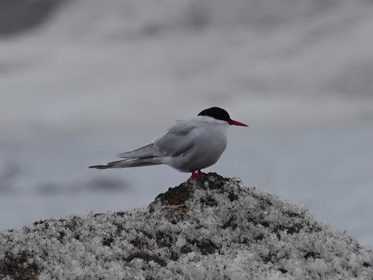 Arctic Tern - ML620219826