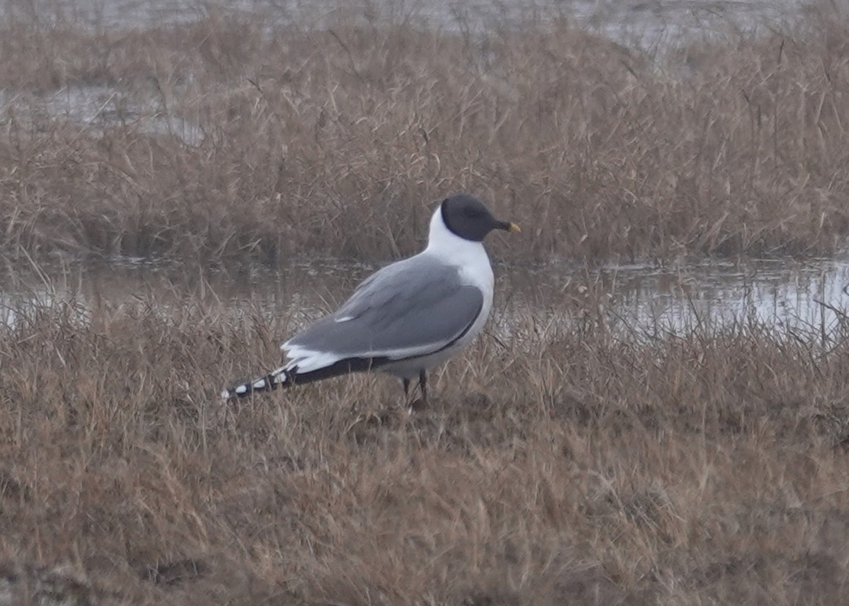 Sabine's Gull - Barry Reed