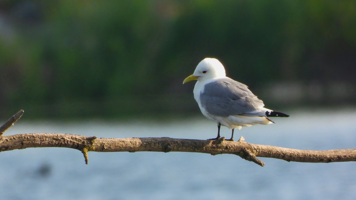 Mouette tridactyle - ML620219867