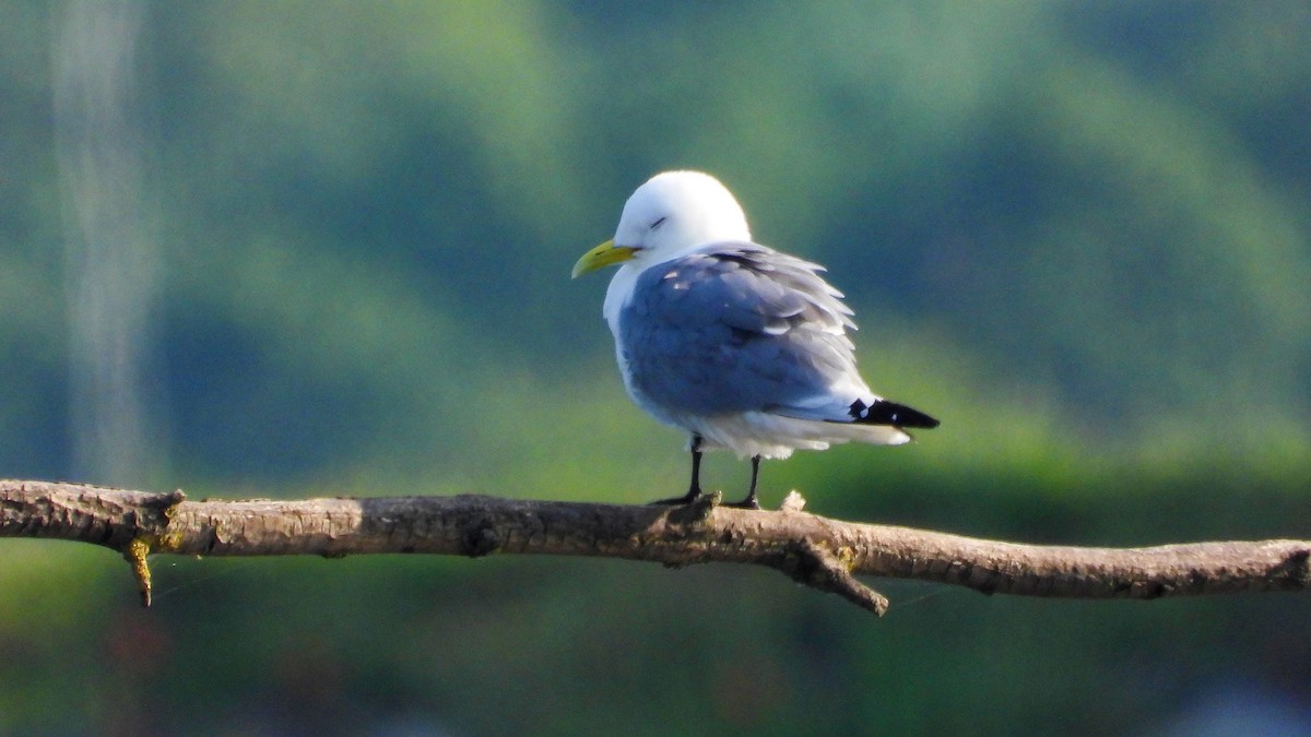 Black-legged Kittiwake - ML620219868