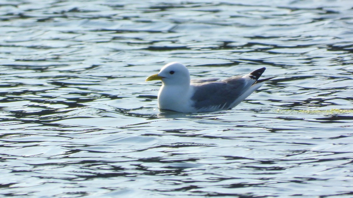 Mouette tridactyle - ML620219870