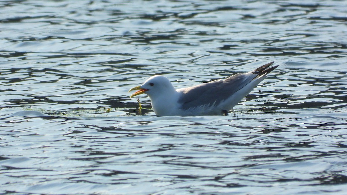 Mouette tridactyle - ML620219871