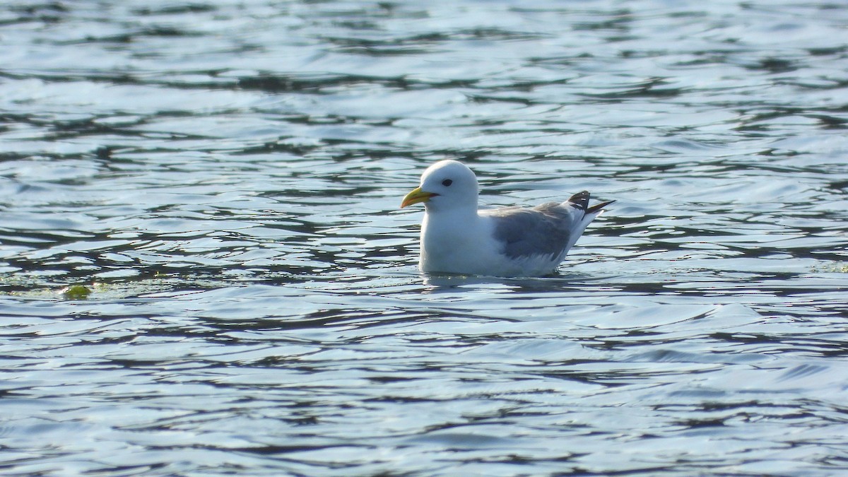 Mouette tridactyle - ML620219873