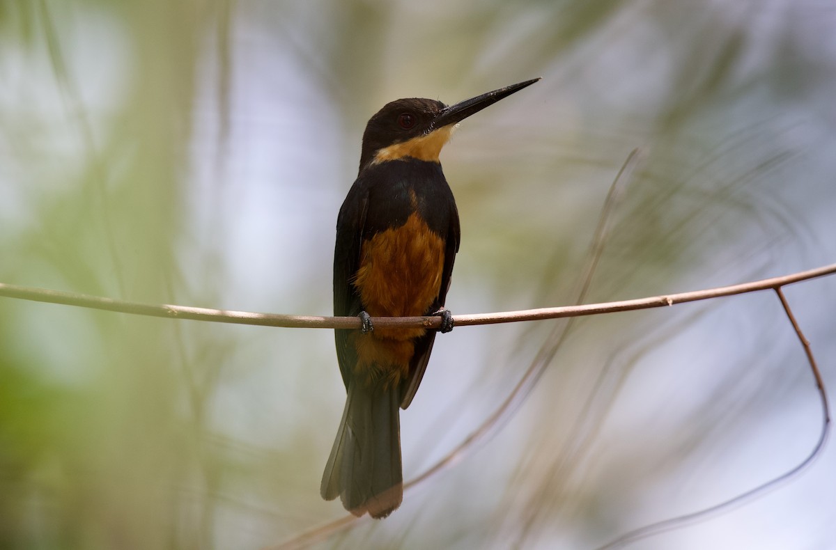 Dusky-backed Jacamar - ML620219882