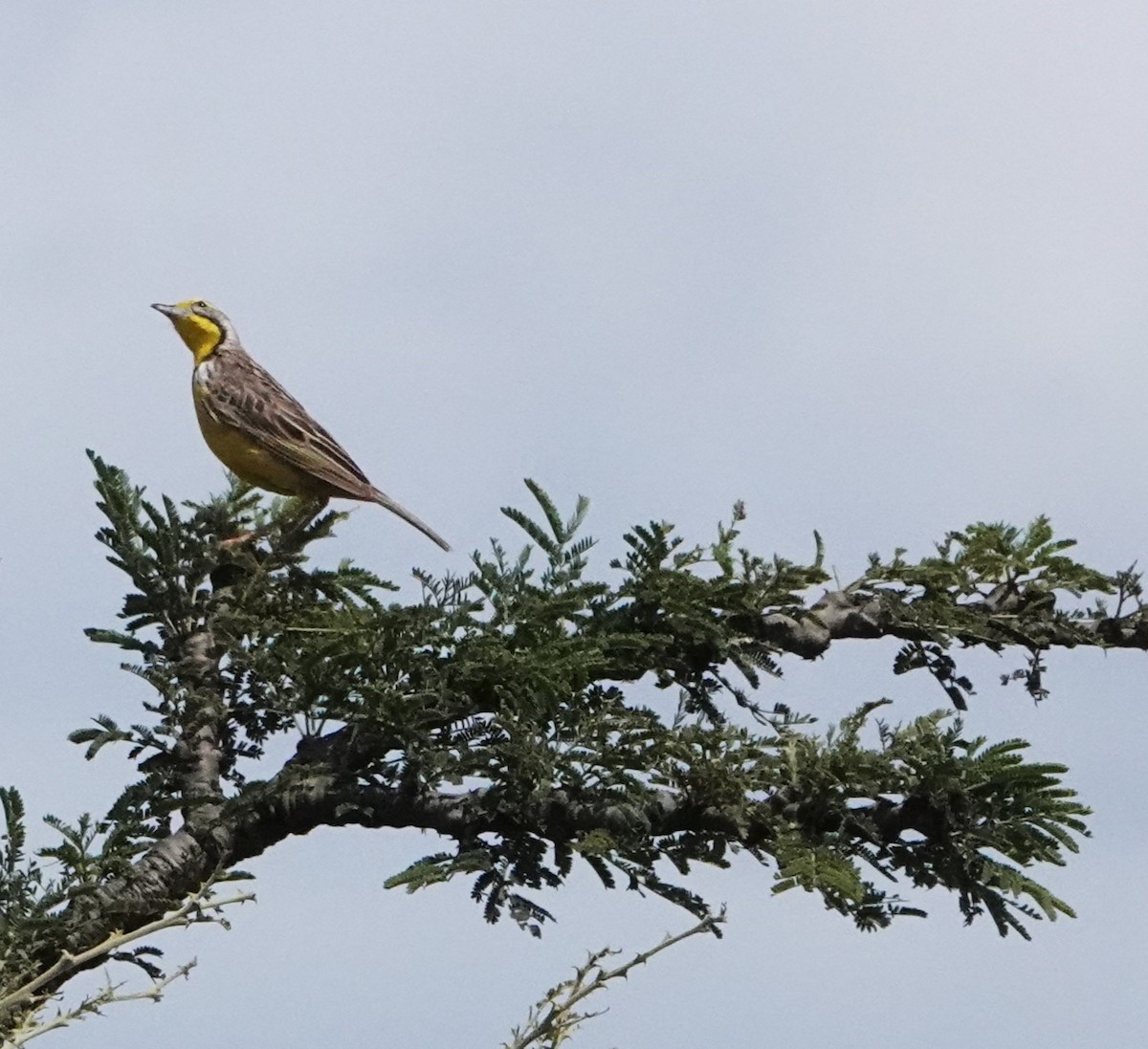 Pangani Longclaw - ML620219894