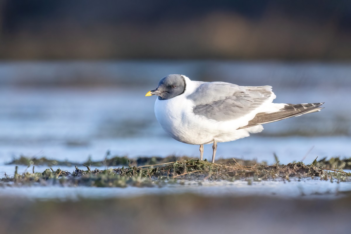 Mouette de Sabine - ML620219896