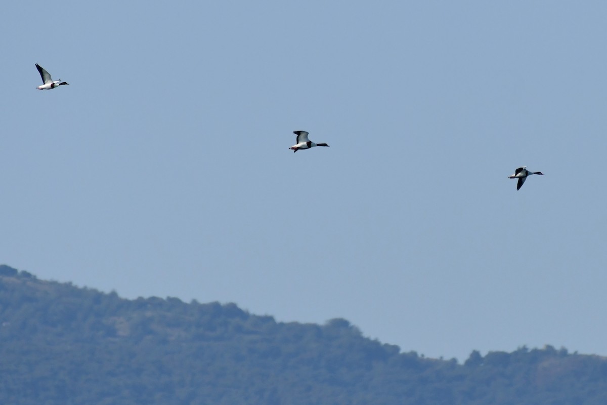 Common Shelduck - ML620219899