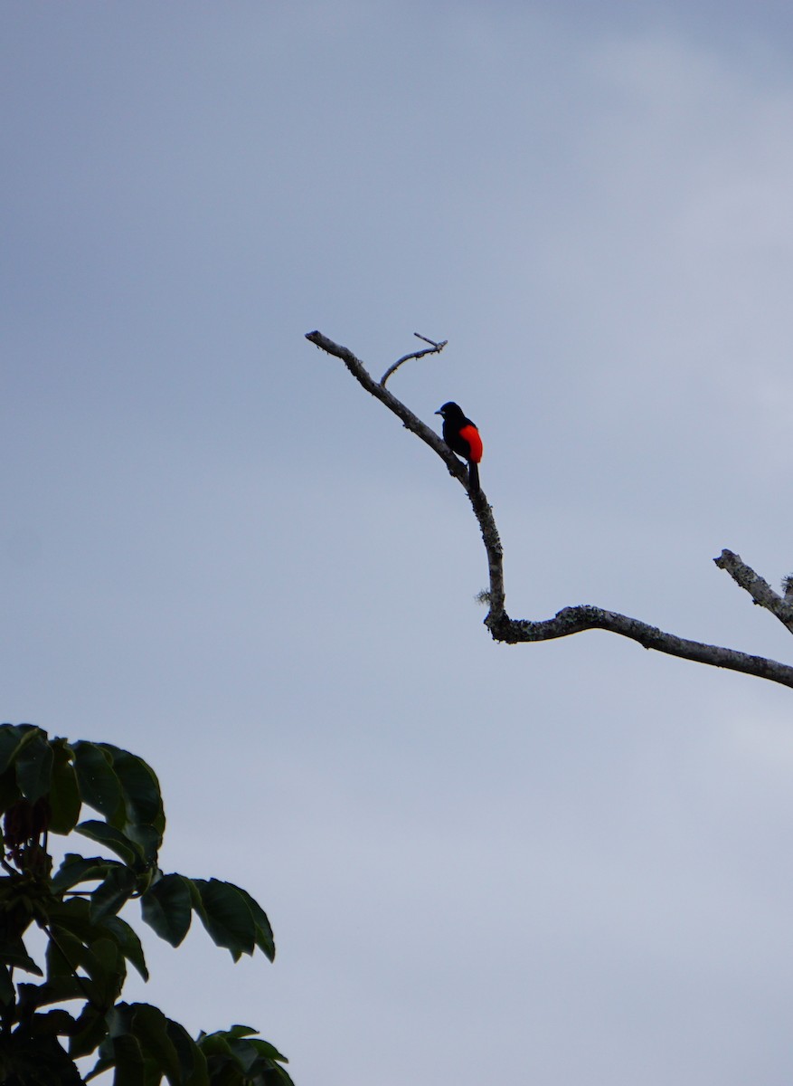 Flame-rumped Tanager - ML620219903