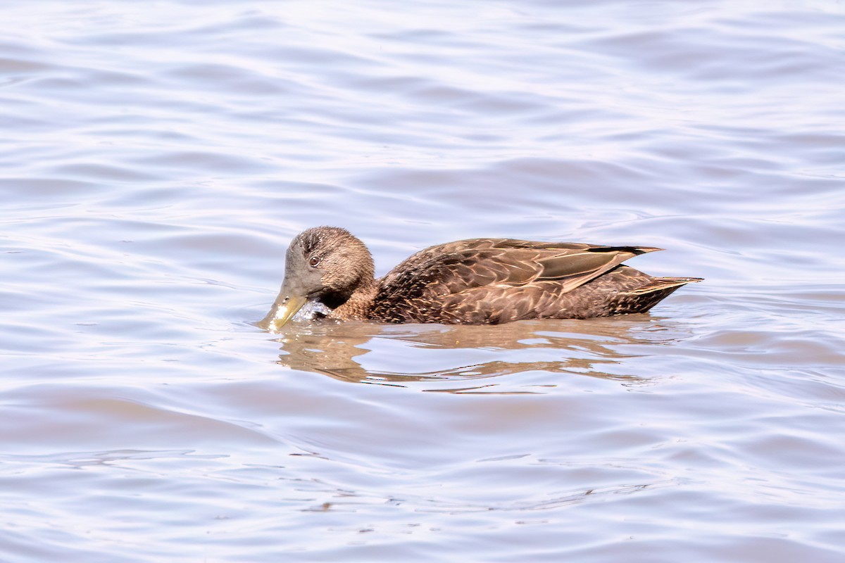 Canard noir - ML620219905