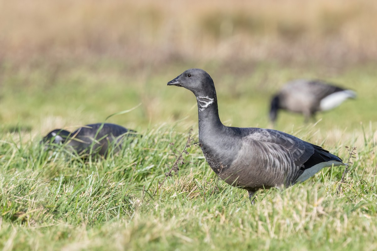 Brant - ML620219909