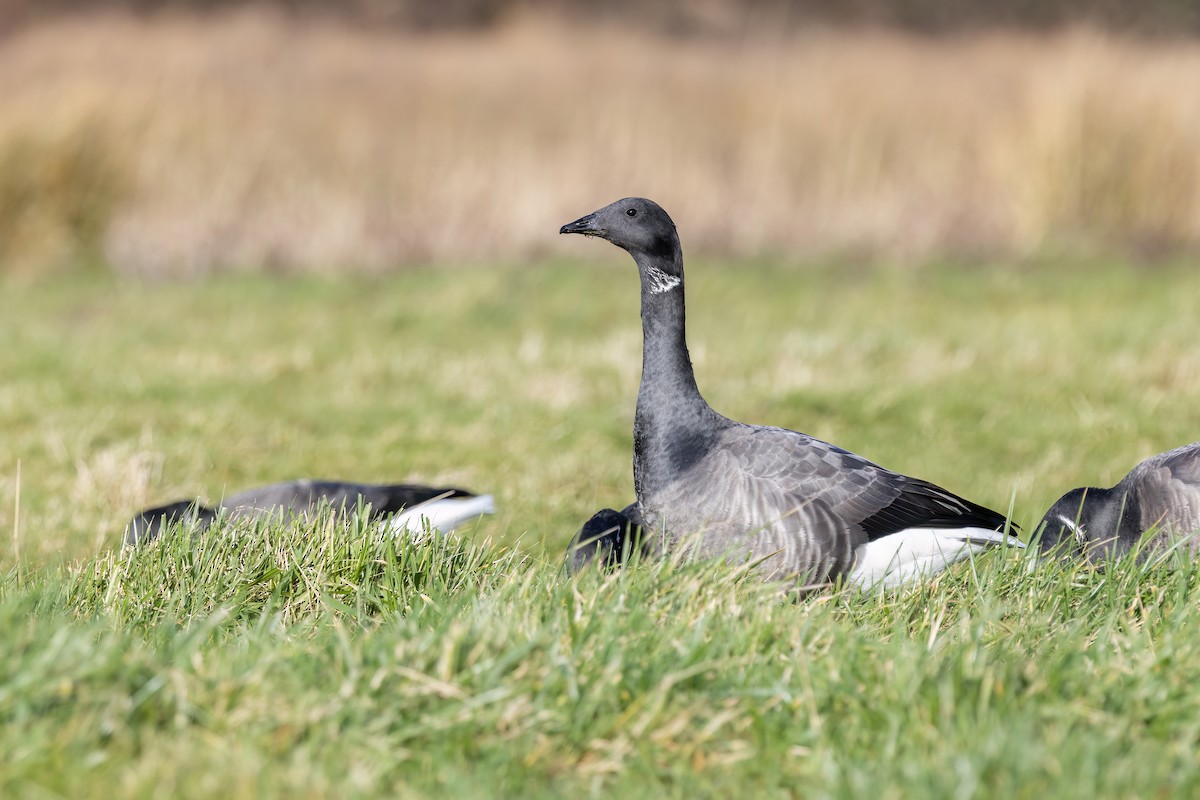 Brant - ML620219910