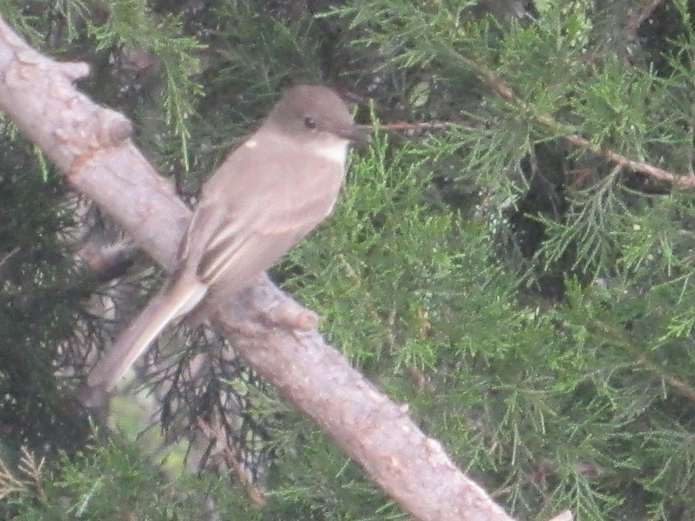 Eastern Phoebe - ML620219914