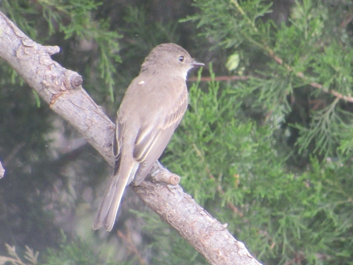 Eastern Phoebe - ML620219916