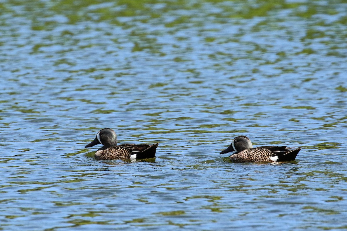 Blue-winged Teal - ML620219918