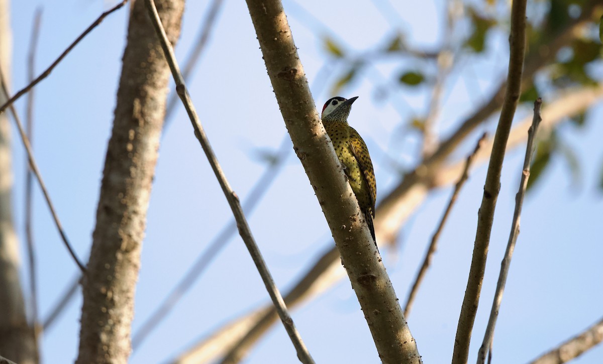 Spot-breasted Woodpecker - ML620219920