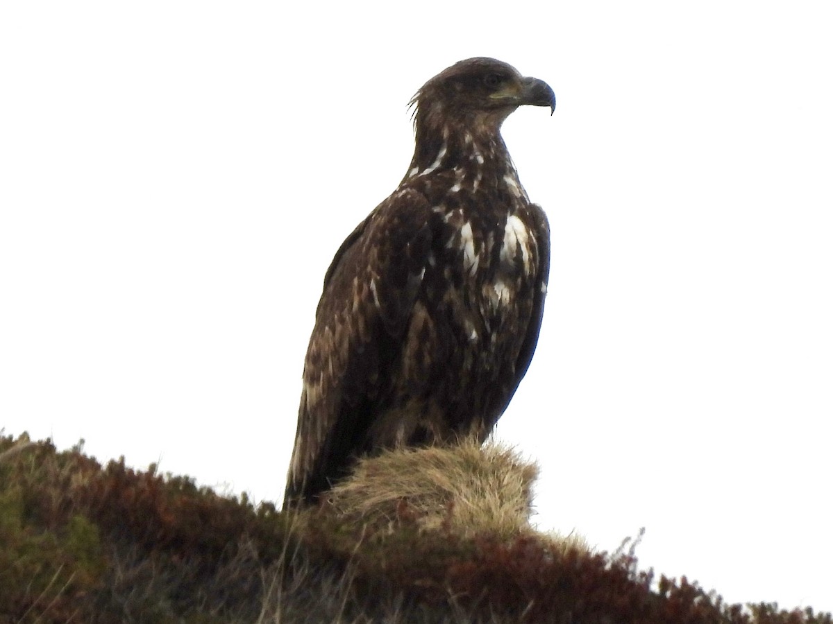 White-tailed Eagle - ML620219930