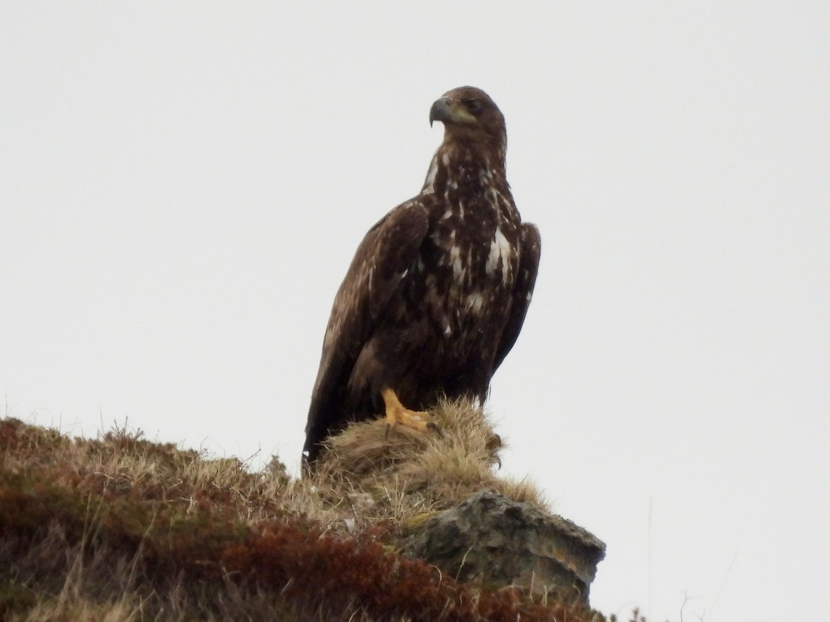 White-tailed Eagle - ML620219931