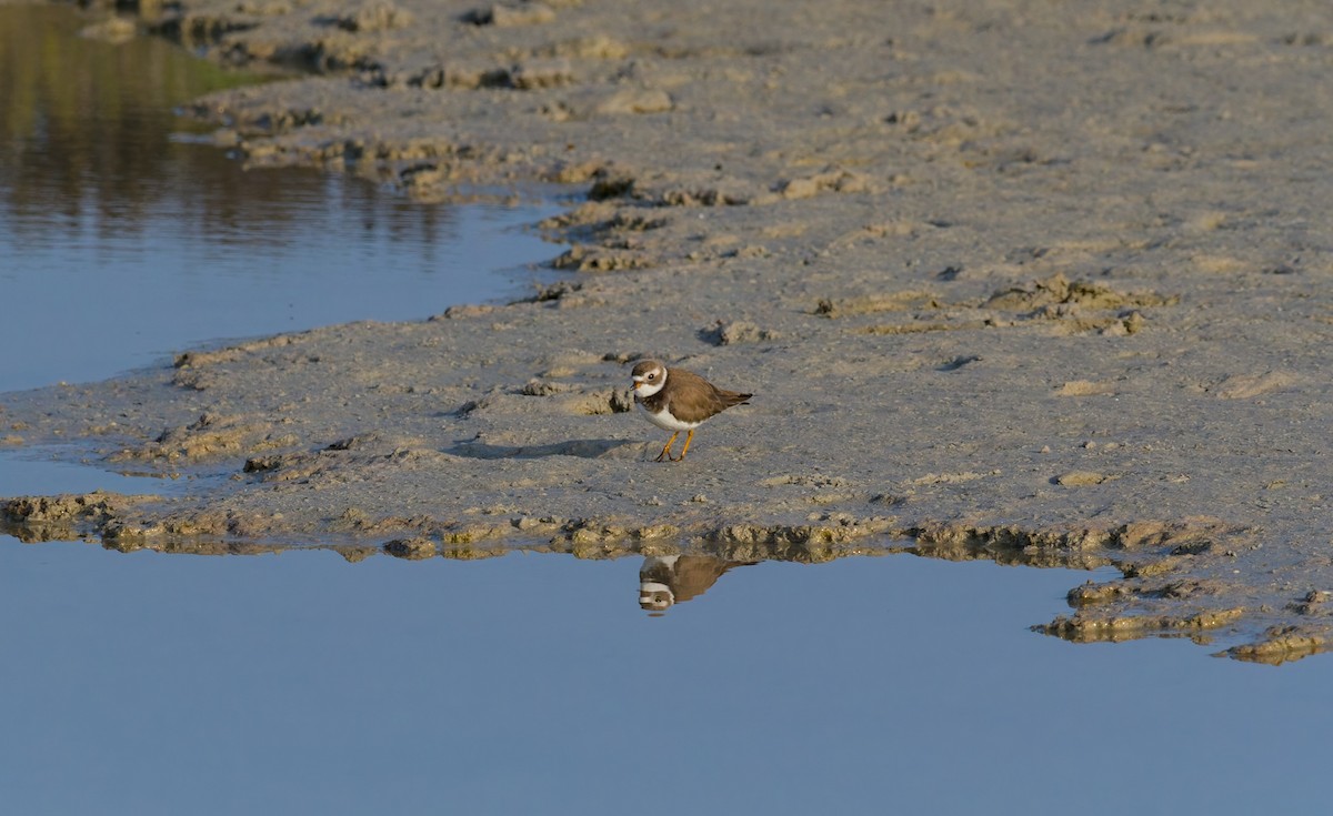 Semipalmated Plover - ML620219934