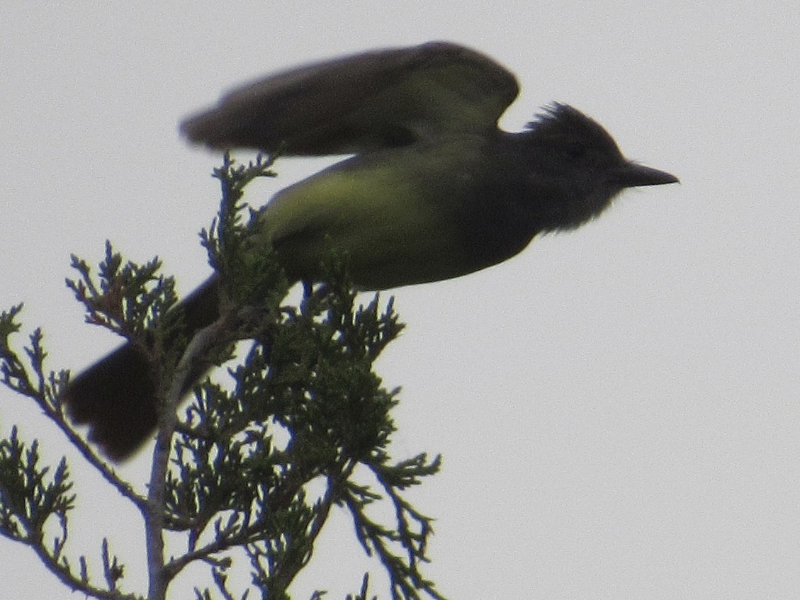 Great Crested Flycatcher - ML620219935