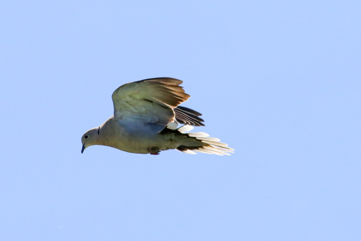 Eurasian Collared-Dove - ML620219940