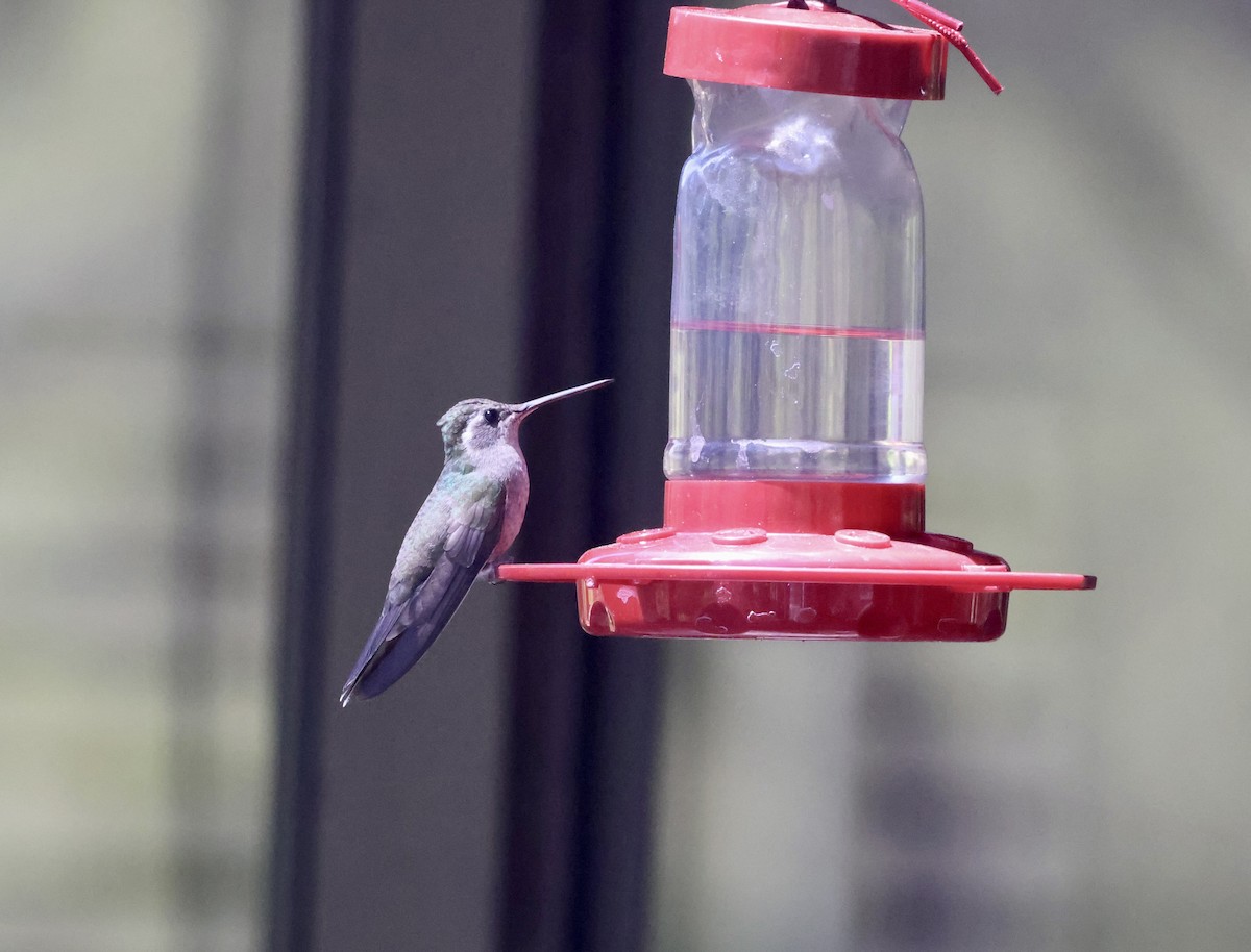 kolibřík blankytohrdlý - ML620219944
